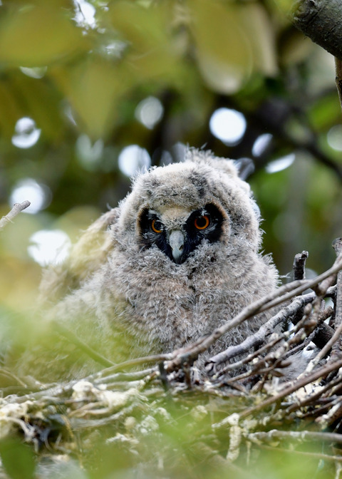 トラフズクのヒナ④6789