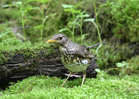 クロツグミ♀0665