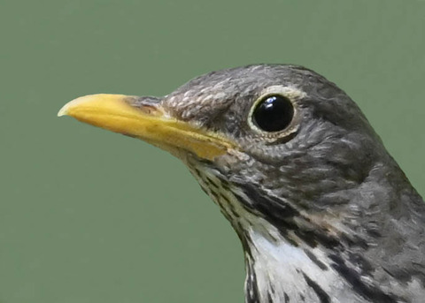 クロツグミ♀1000