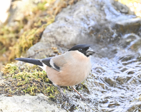 ウソ♀6125