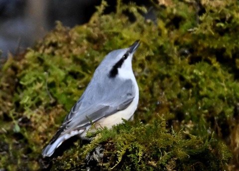 ゴジュウカラ6720