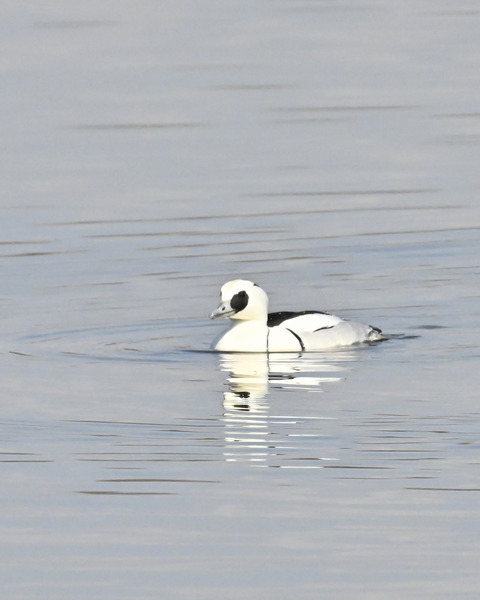 ミコアイサ♂4962