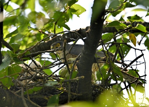 ツミ♀とヒナ8885