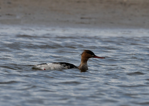 ウミアイサ♀2873