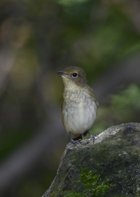 キビタキ♀3248