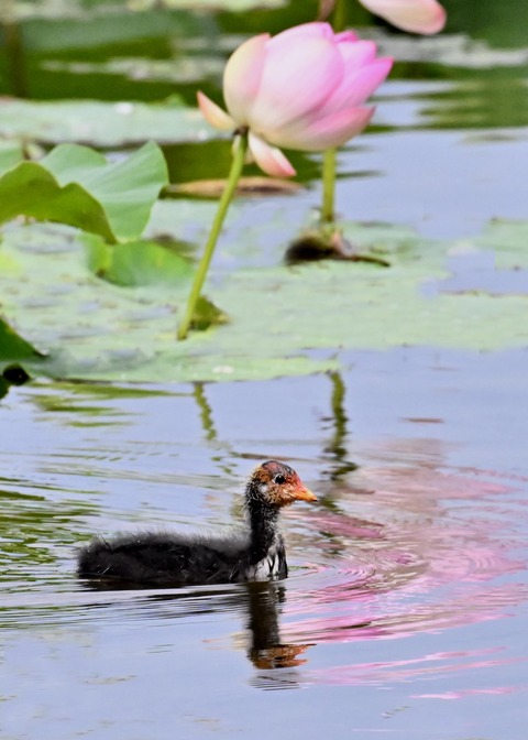 オオバンのヒナ1418