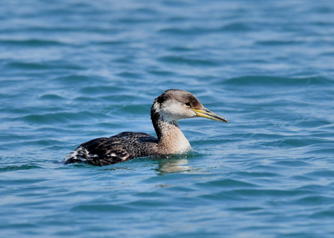 アカエリカイツブリ4771