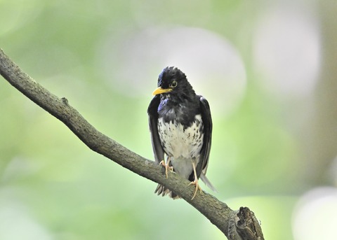 クロツグミ♂0248