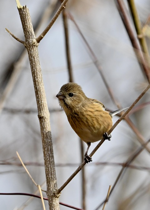 ベニマシコ♀8944