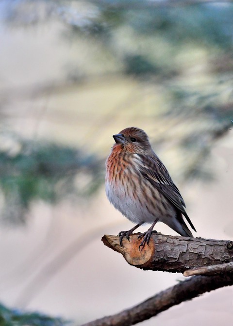 オオマシコ♀4815