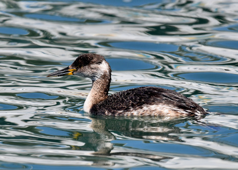 ｱｶｴﾘｶｲﾂﾌﾞﾘ6302