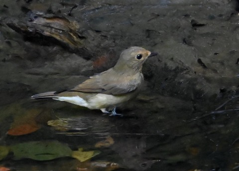 オオルリ♀7256