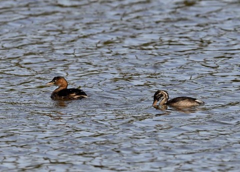 カイツブリ親子0310