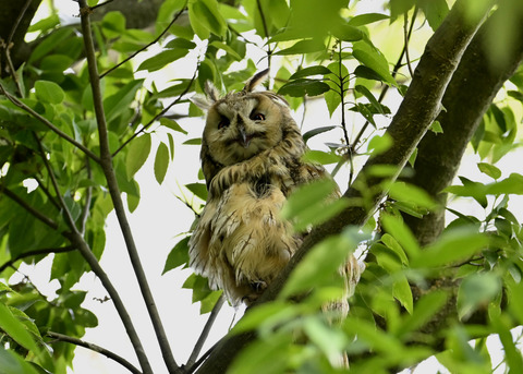トラフズク♂2636