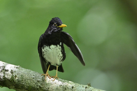 クロツグミ♂0449