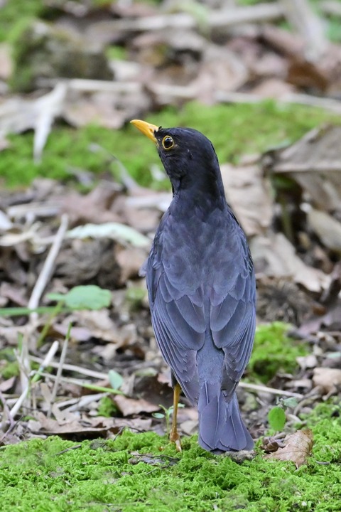 クロツグミ♂7101