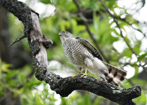 ツミ♀8296
