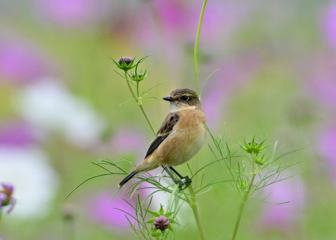 ノビタキ♀9627