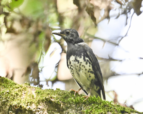 マミジロ♂幼鳥3342