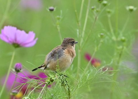 ノビタキ♀9708