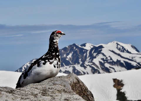 ライチョウ♂3734