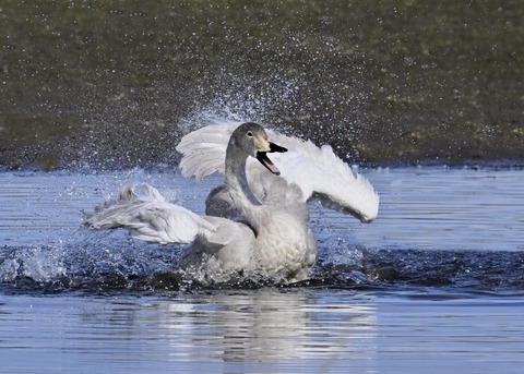 オオハクチョウ幼鳥3567