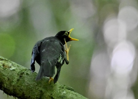 クロツグミ♂5712