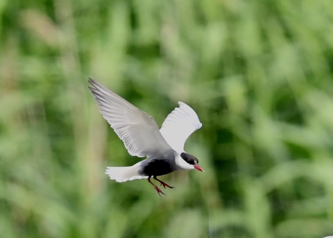 クロハラアジサシ0374