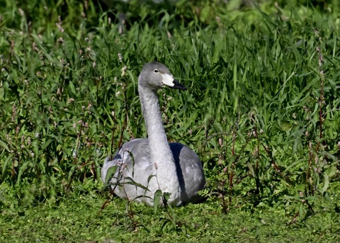 オオハクチョウ幼鳥2930