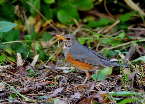 カラアカハラ若♂4104