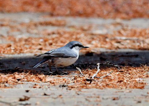 ゴ゛ュウカラ4045