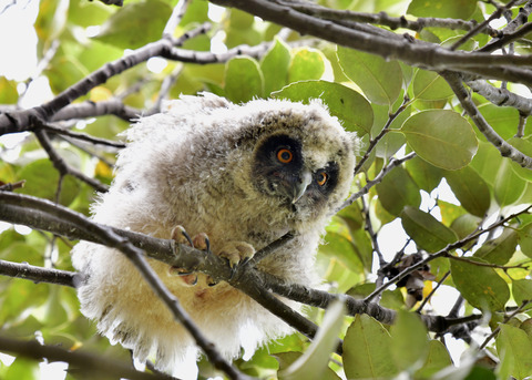 トラフズクのヒナ⑤8299