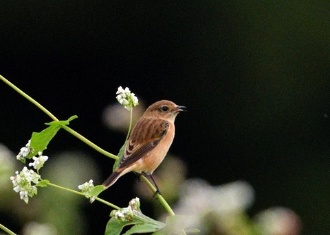 ノビタキ♀3069