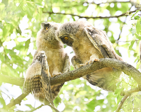 トラフズクの雛③3905