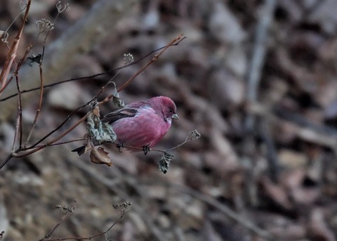 オオマシコ♂5862