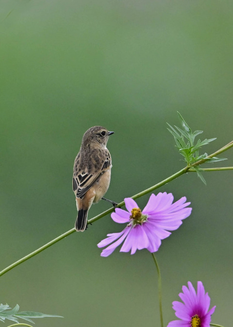 ノビタキ♀0863