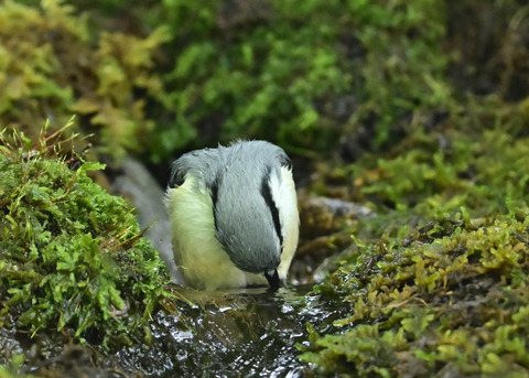 ゴジュウカラ1532