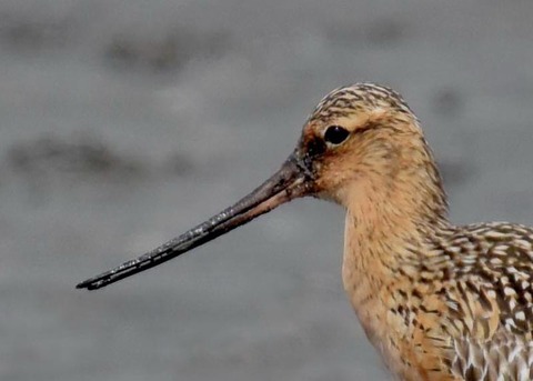 オオソリハシシギ4271