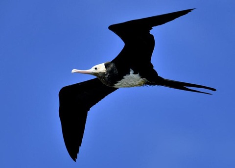 オオグンカンドリ0597