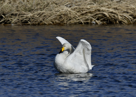 オオハクチョウ8614