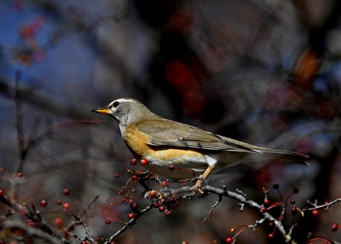 マミチャジナイ0442