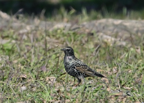 ホシムクドリ5679