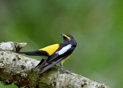 キビタキ成鳥♂5909