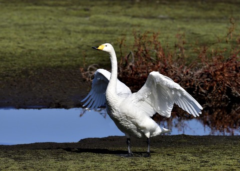 オオハクチョウ7976