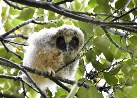トラフズクのヒナ⑤8307