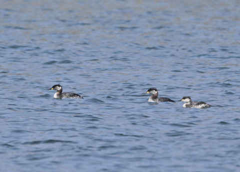 アカエリカイツブリ8140
