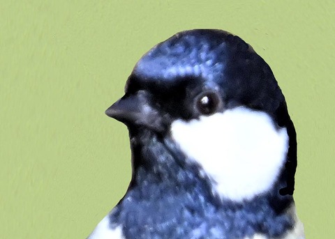 シジュウカラ7000