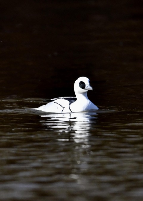 ミコアイサ♂7787