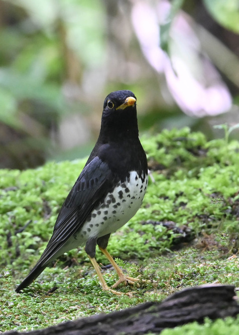 クロツグミ♂5555