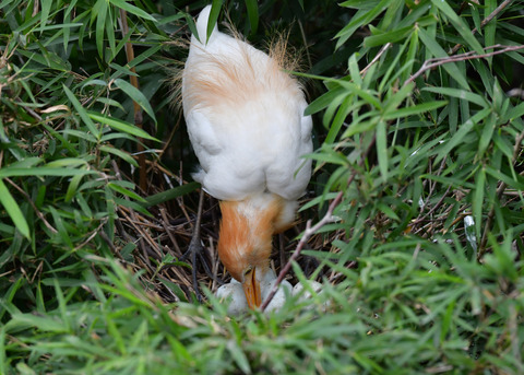 アマサギ6836
